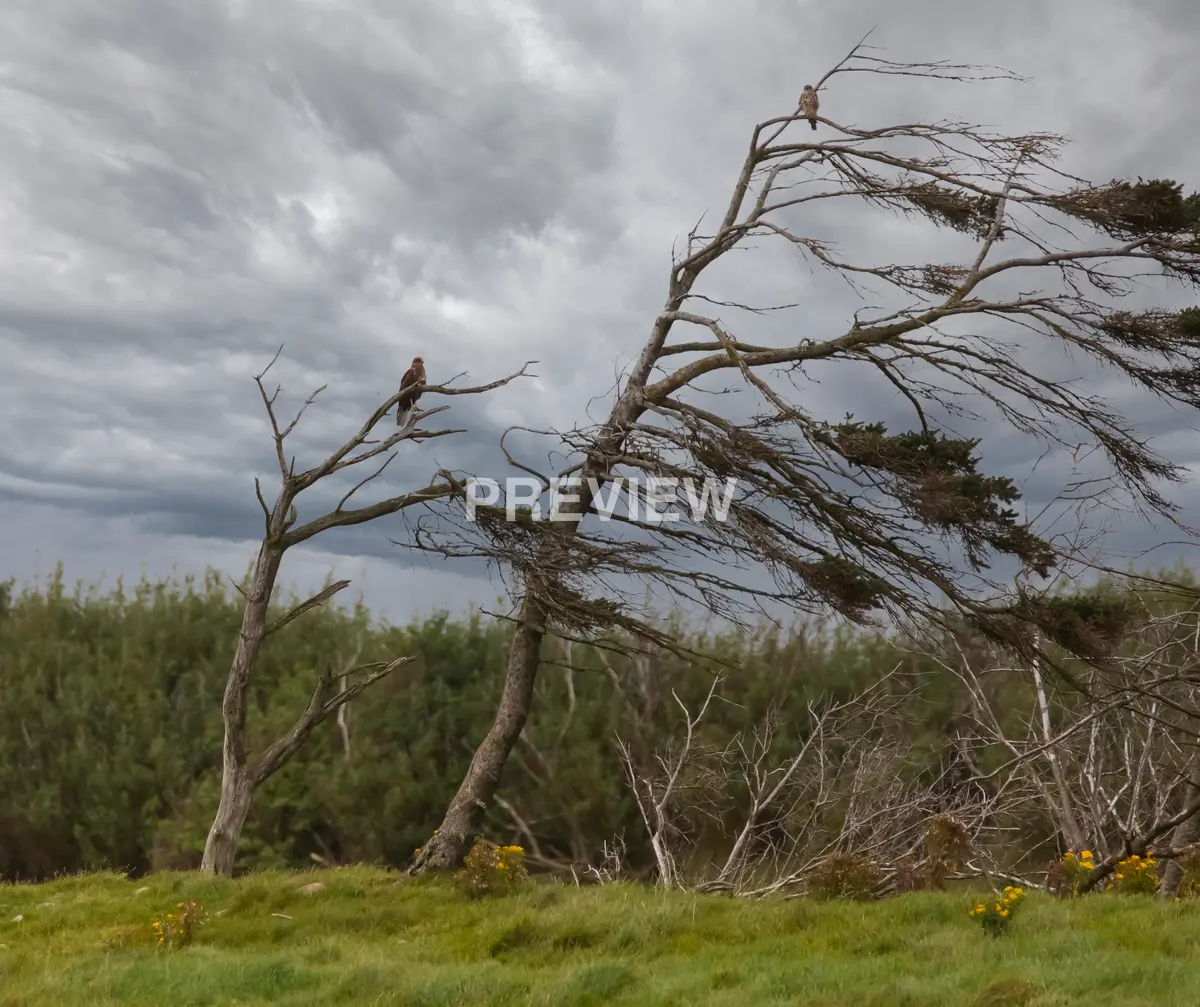 Sivhauk og dvergfalk